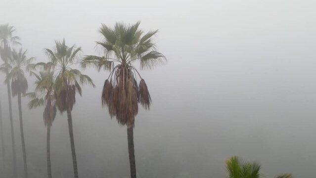 Aerial shot of a row of palm trees in thick morning fog.
