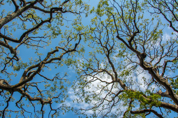 Painting like picture of the branches with green leaves and blue sky with cotton like clouds at the back in Tokyo, Japan