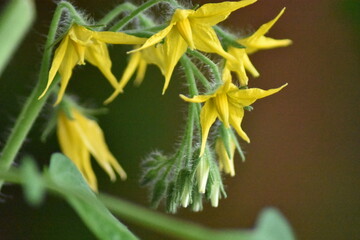 Flor de tomate
