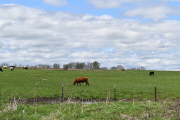 Obraz premium Cows in a Farm Field