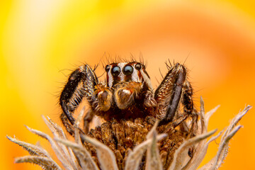 Close up  beautiful jumping spider  