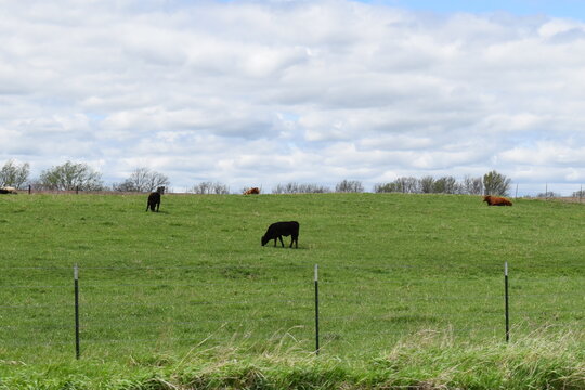 Cows in a Farm Field