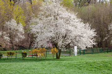 
Spring flowering tree. Blooming cherry in the garden on a meadow