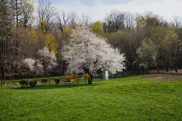 landscape with cherry blossoms. Beautiful tree on the field