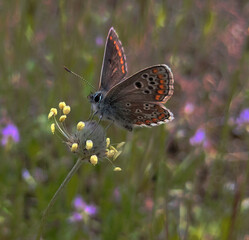 Mariposa morena (aricia cramera)