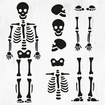 Skeleton SVG, Skeleton parts Svg, Skeleton Png, Skeleton Cut File, Skeleton Bones Svg, Skeleton parts Png, Skeleton parts kit SVGSkeleton SVG, Skeleton parts Svg, Skeleton Png, Skeleton Cut File, Skel