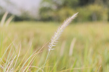 Dancing in the Wind: Lalang on the Summer Field