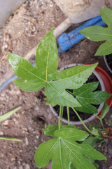 plant growing in the garden