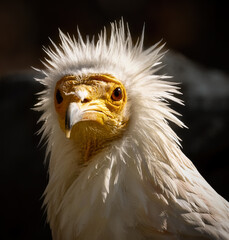 Egyptian vulture