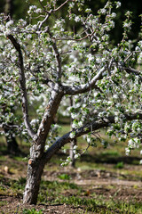 A Mountain Apple Orchard in Blossom waiting for Pollination 