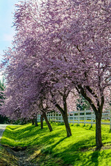 Cherry trees are blossoming in the spring near a white picket fence