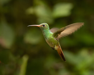 Fototapeta premium A Rufous-tailed Hummingbird in Ecuador
