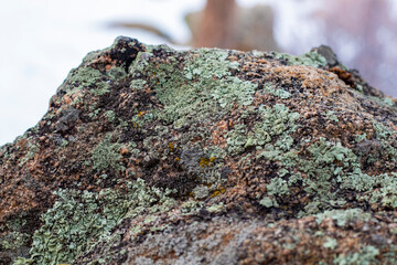 moss on stone