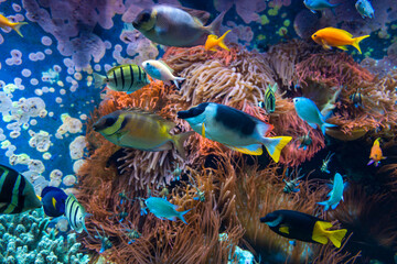 Fototapeta na wymiar Tropical fishes in blue water with coral reef