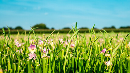 Champs de fleurs en été