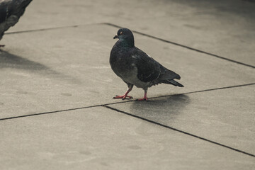 pigeon on the stone