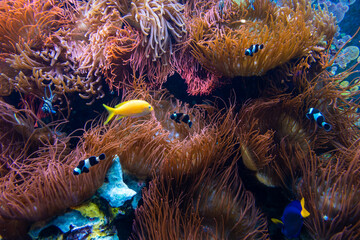 Underwater scene. Coral reef, fish groups in clear ocean water