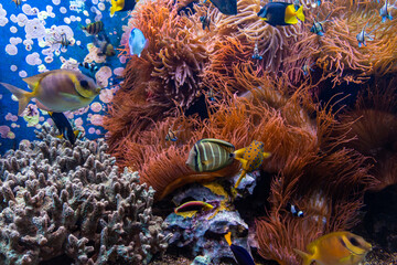 Underwater scene. Coral reef, fish groups in clear ocean water