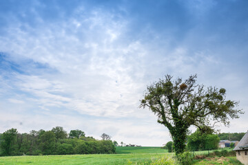 Prairie au printemps