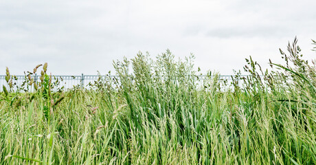 Grown - up summer green grass