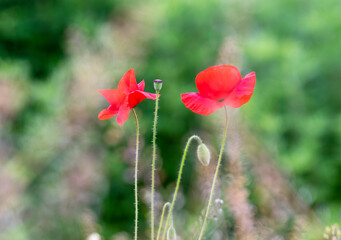 Fototapeta premium Poppy in the foreground with out of focus background.