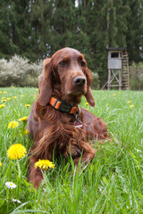 An Irish Setter Hound lies in the green grass in front of the hunting pulpit. Elegance and energy...