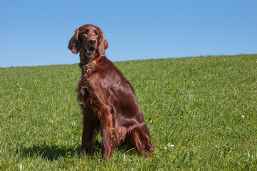 Bright blue sky, lush green meadow and a beautiful Irish Setter hunting dog.