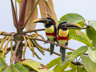A Chestnut-eared Aracari in Ecuador © Dee Carpenter