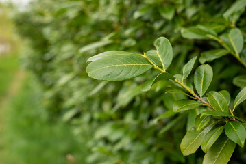 closeup of young green leaves of evergreen bushes