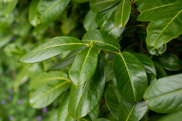 Obraz premium closeup of young green leaves of evergreen bushes
