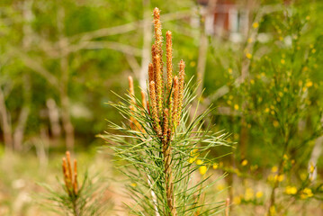 New spring shoots of evergreen tree Pine  with  buds on a young pine branch growing