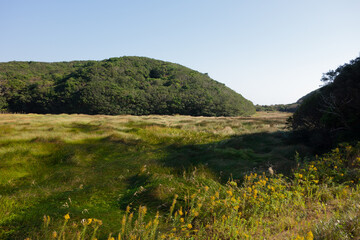 Fototapeta na wymiar 草で覆われた土地
