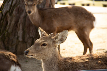 奈良公園の鹿