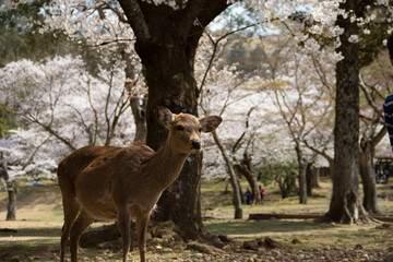 奈良公園の鹿と桜