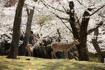 奈良公園の鹿と桜