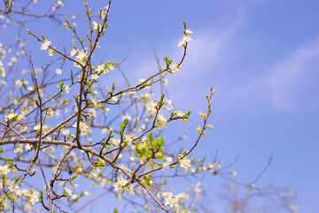 Blooming fruit tree in the garden. White flowers on plum branches in spring
