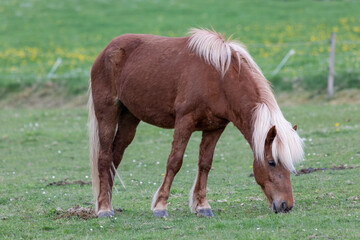 Island Pferd auf der Weide