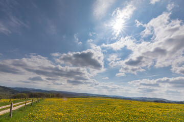 Löwenzahnfeld im Sauerland