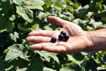First harvest raw blackcurrant in the open hand