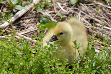 Gänseküken auf Wiese