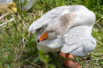 Gänsefamilie © scaleworker