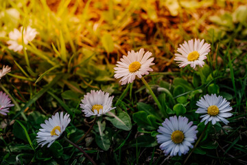 Stokrotka polna , kwiaty na łące wiosną