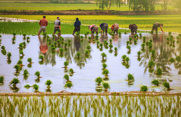 Planting rice in a traditional and very difficult way by loyal farmers of Mazandaran