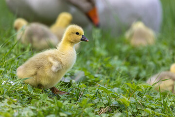 Gänseküken auf Wiese