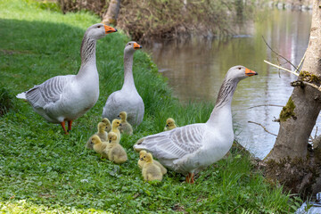 Gänsefamilie © scaleworker
