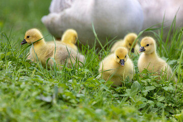 Gänseküken auf Wiese