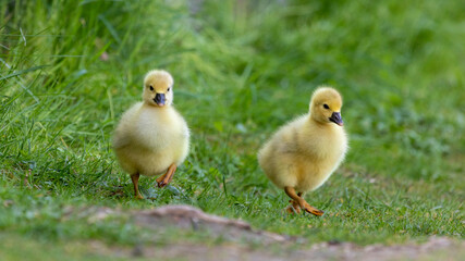 Gänseküken auf Wiese