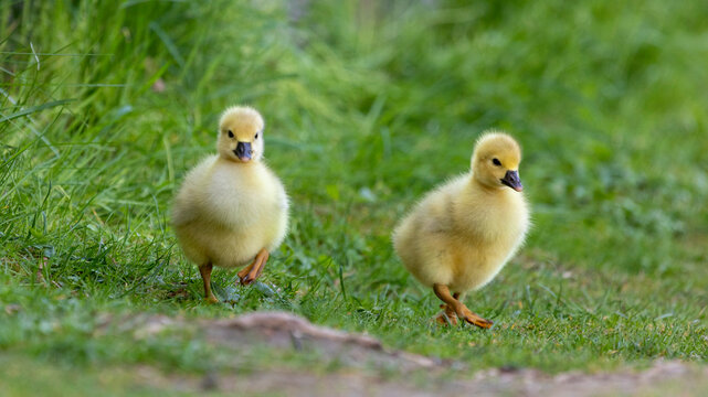 G&auml;nsek&uuml;ken auf Wiese