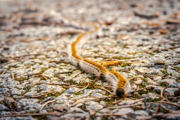 Pine processionary larvae marching in characteristic fashion a sinuous line nose-to-tail columns queued. Lepidoptera caterpillar Macro photograph with shallow depth of field, selective focus on hairs