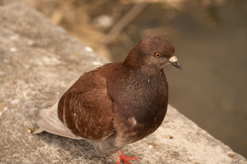 Close-up of common brown pigeon. animal species